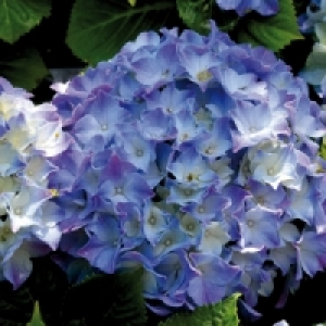Hortensie 4.99 €