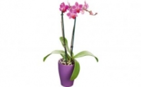 Schmetterlingsorchidee in Keramik 5.99&nbsp;&euro;