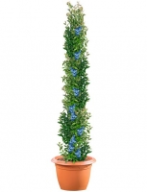 Säulenobst Heidelbeere 12.99 €