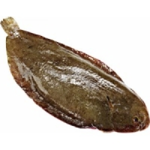 Seezunge 22.99 €