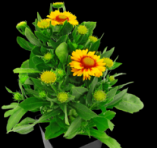 Kokardenblume 1.79 €