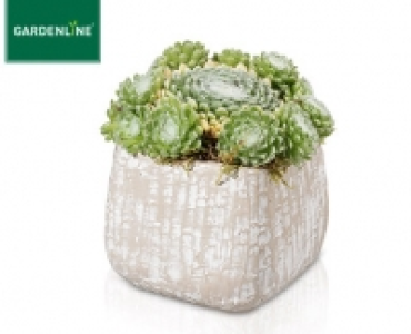 GARDENLINE®Steingartenpflanze