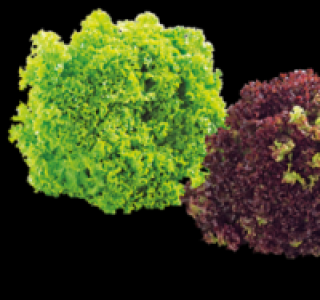 Bunte Salate 0.59 €