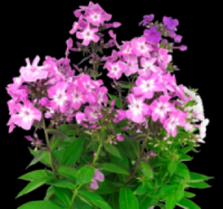 Flammenblume 1.99 €