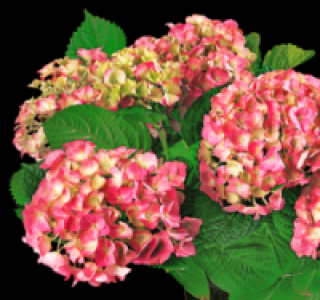 Hortensie 4.99 €