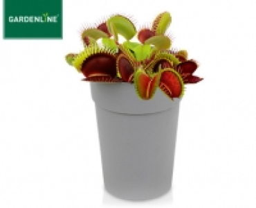 GARDENLINE®Fleischfressende Pflanze
