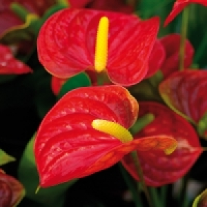 Flamingoblume Anthurie 5.99 €