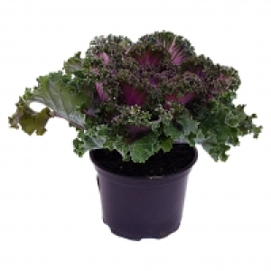Zierkohl 1.99 €