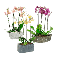 Aldi Nord Garden Feelings Orchideen-Arrangement