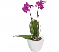 Kaufland  Mini-Orchidee