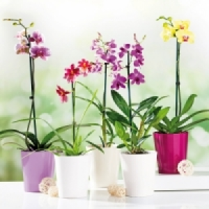 Orchideen-Mix 5.99&nbsp;&euro;