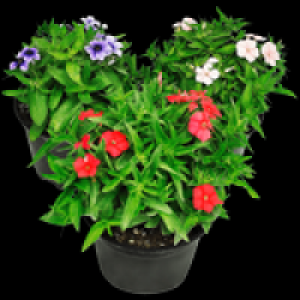 Sommerphlox