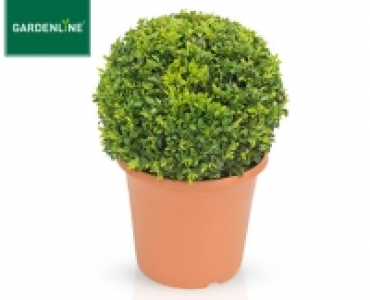 GARDENLINE®Buchsbaumkugel 8.99 €