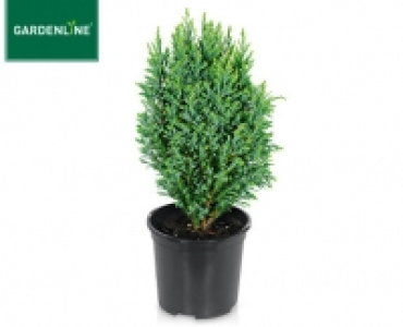 GARDENLINE®Konifere