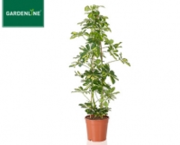 GARDENLINE®Solitärpflanze