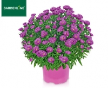 Aldi Süd  GARDENLINE®Herbstaster