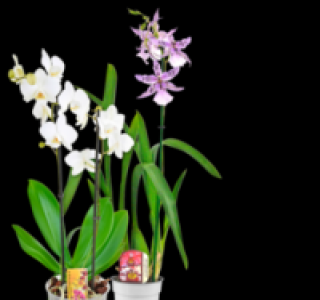 Wunderschöne Orchideen 6.99 €