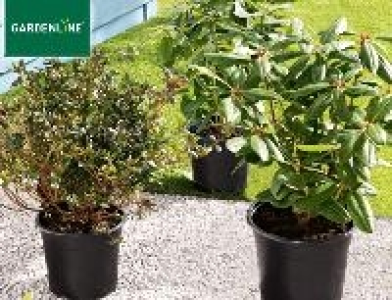 Gardenline Rhododendron