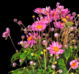 Anemone 5.99 €