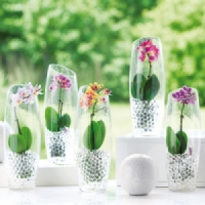 Mini-Phalaenopsis 6.99&nbsp;&euro;