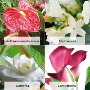 Hochwertige Blühpflanzen 4.99 €