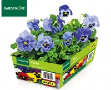 GARDENLINE®Viola, Chrysantheme oder Nelke 1.99 €