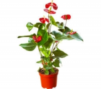 Flamingoblume 5.99&nbsp;&euro;