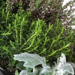 Heidegarten Mix 3.99 €