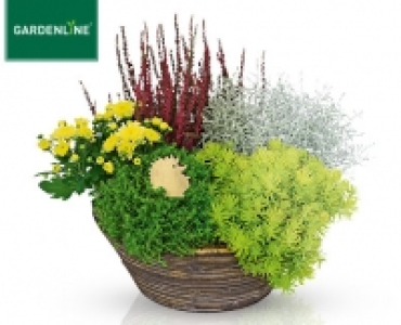GARDENLINE&reg;Bepflanztes Holzgef&auml;&szlig;, Korb oder Schale