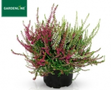 GARDENLINE®Solitär-Callune, Lizenz 1.79 €