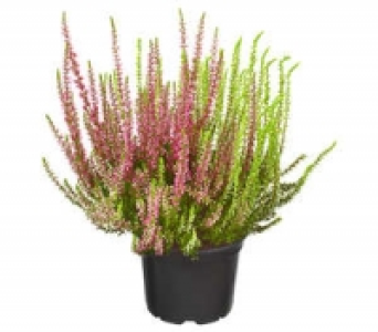 Sommerheide 1.99&nbsp;&euro;