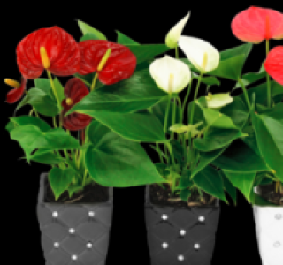 Flamingoblume 3.99&nbsp;&euro;
