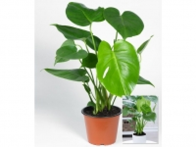 Monstera,1 Pflanze 14.99 €