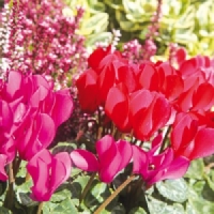 Freiland Alpenveilchen 4.99 €