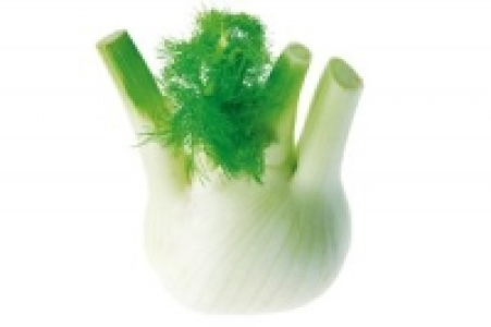 Fenchel 2.99 €
