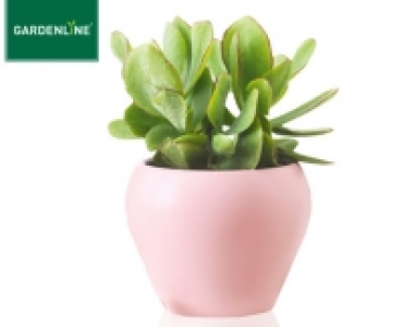 GARDENLINE®Sukkulente im Keramiktopf 2.99 €