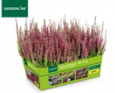 GARDENLINE&reg;Erica Calluna,&shy;&shy; 6er-Tray