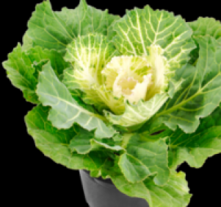 Zierkohl 1.29 €