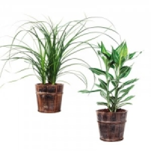 Tropischer Pflanzen Mix 5.99 €