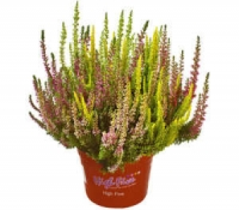 Sommerheide 3.99&nbsp;&euro;