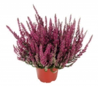 Sommerheide 1.11&nbsp;&euro;