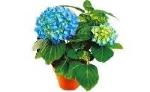 Hortensien 2.99 €