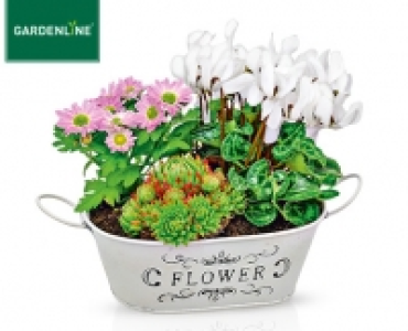 GARDENLINE®Pflanzenarrangement