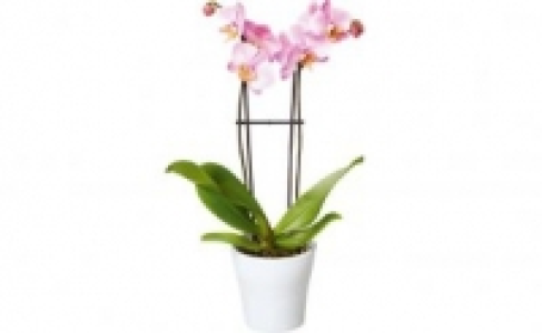 Schmetterlings Orchidee 6.99 €