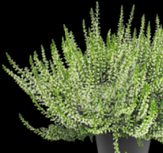 Besenheide Garden Girls 1.49 €