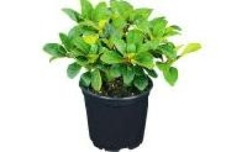 Rhododendron 1.99 €