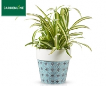 GARDENLINE®Grünpflanze Herbstpoesie