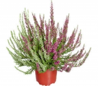 Sommerheide 2.59&nbsp;&euro;