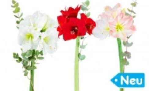 Amaryllis-Strauß 1.99 €