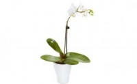 Netto  Mini-Orchidee Calimero mit Übertopf